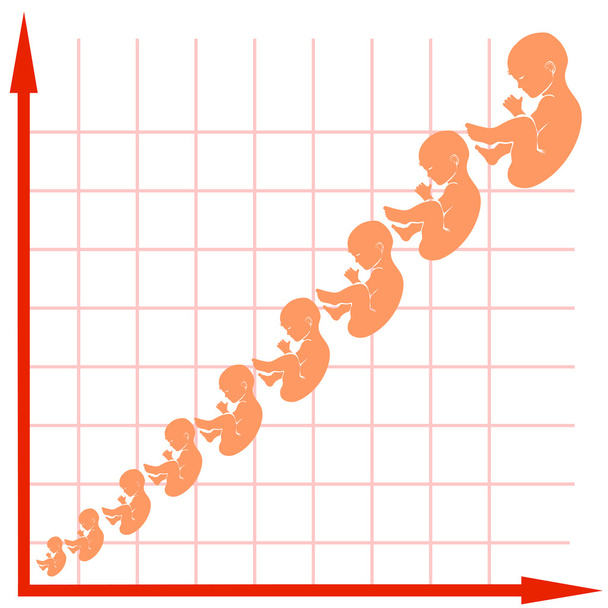 График роста плода человека
 - Вектор,изображение