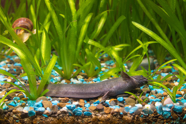 Pesce gatto pungente si trova sul terreno dell'acquario
 - Foto, immagini
