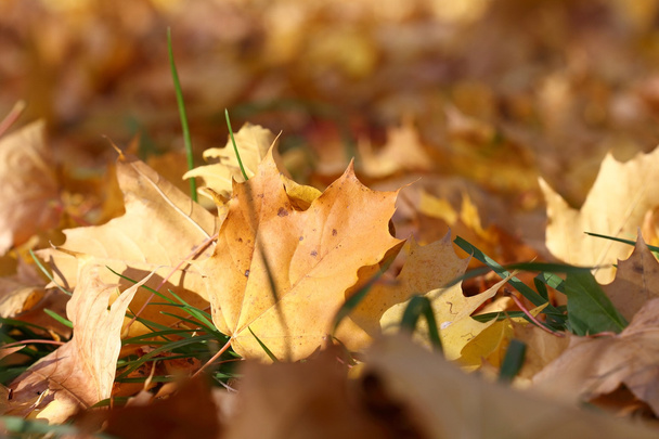 vergilbte Blätter auf dem Hintergrund verschwommene Blätter - Foto, Bild
