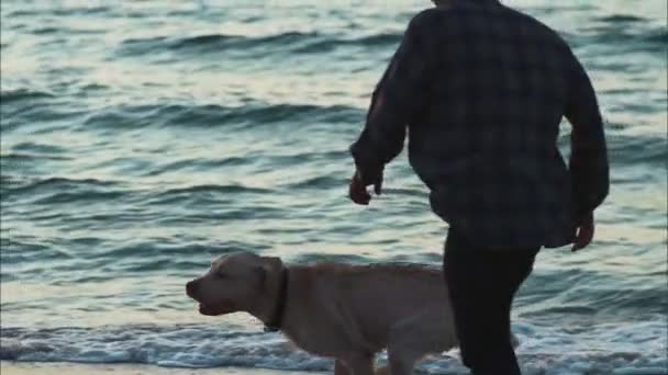 perro corriendo jugando con el propietario en la playa cámara lenta
 - Metraje, vídeo