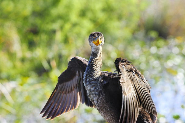 Double Crested Cormorant - Photo, Image