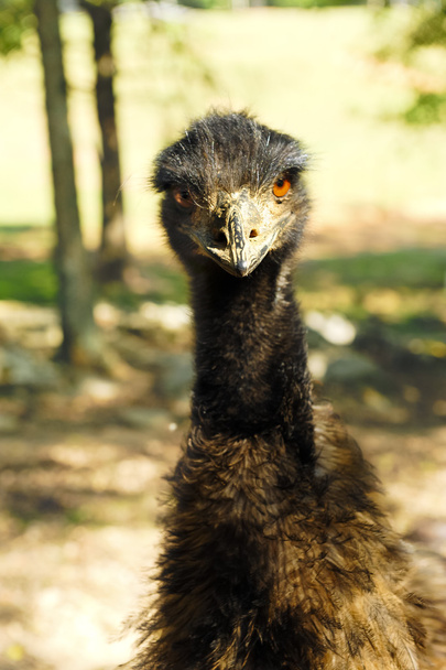 Fechar de um Emu
 - Foto, Imagem