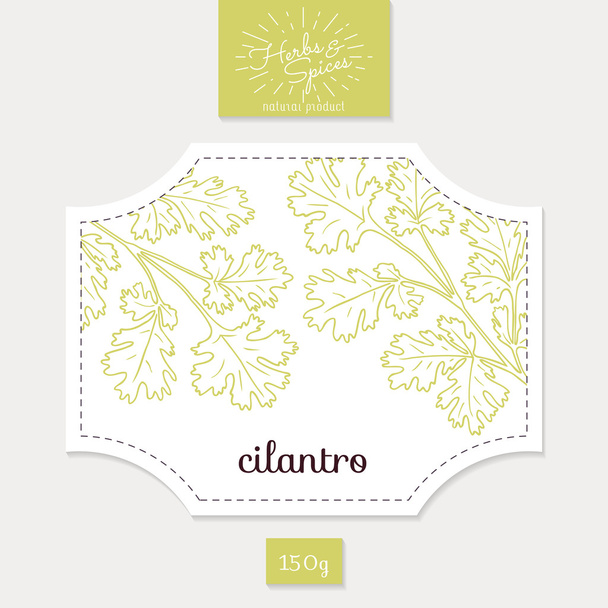 Product sticker with hand drawn cilantro or coriander leaves. Spicy herbs packaging design - Vector, Image