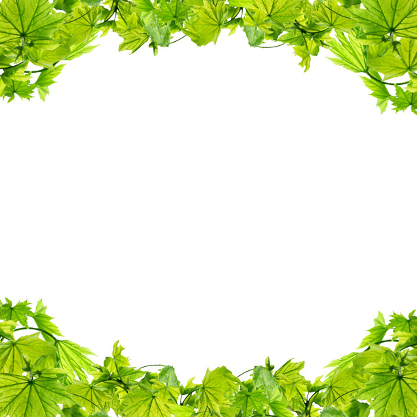 Rahmen mit grünen Blättern  - Foto, Bild
