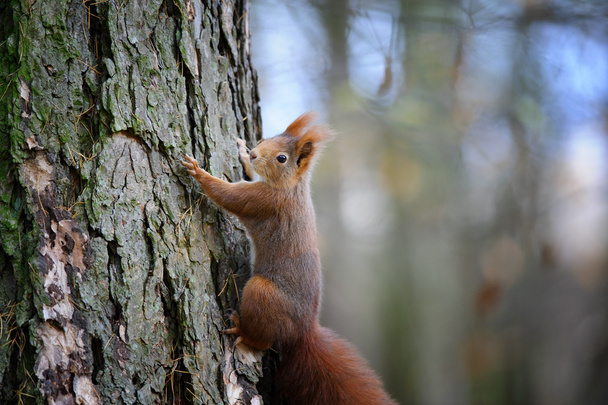 Écureuil rouge mignon grimpant sur l'écorce du tronc d'arbre
 - Photo, image