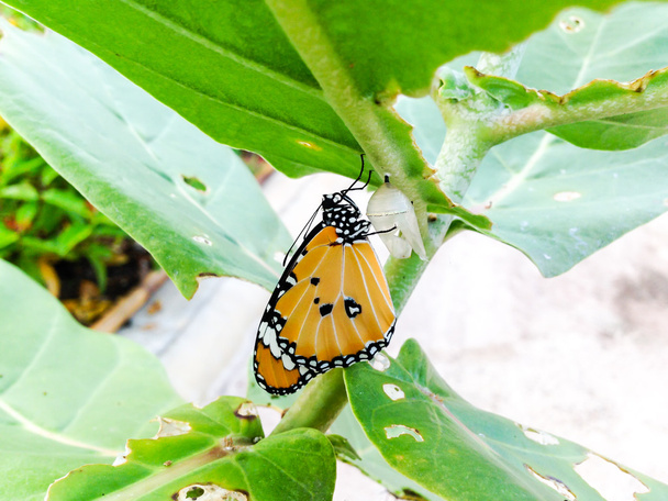 Monarch Butterfly, dziecko urodzone w naturze. - Zdjęcie, obraz