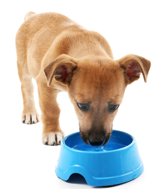 Funny puppy eating from bowl - Zdjęcie, obraz