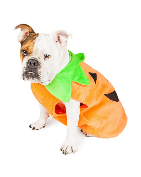 Bulldog dressed as Halloween pumpkin - 写真・画像
