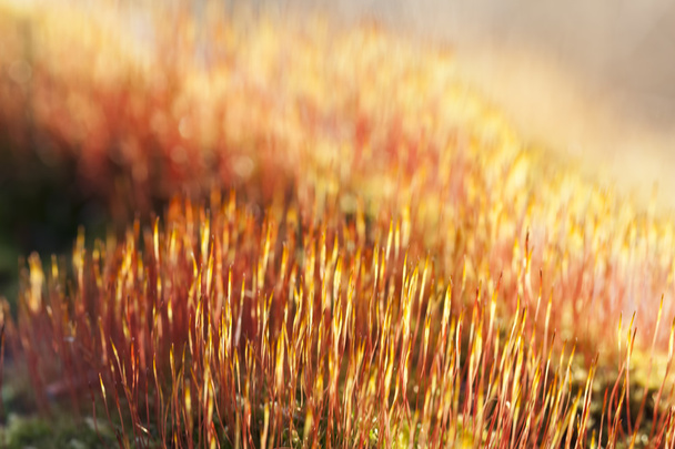 Macro Moss colorido
 - Foto, Imagem