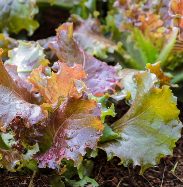 Red lettuce growing in soil - Photo, Image