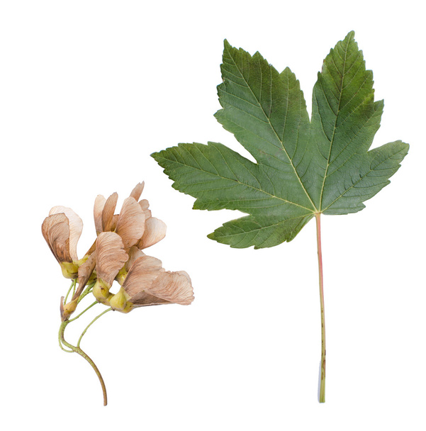 Κοντινό πλάνο του φύλλου σφενδάμνου και σπόρων προς σπορά - Φωτογραφία, εικόνα
