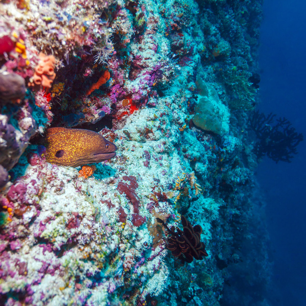 熱帯のサンゴ礁、モルディブでウツボ - 写真・画像