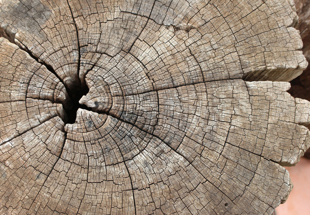 Baumschnittholz Nahaufnahme - Foto, Bild