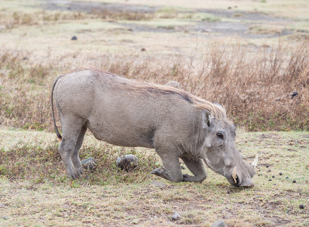Warthog in Ngorongoro, Tanzania - Foto, immagini