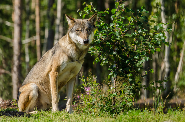 Grauer Wolf sitzt - Foto, Bild
