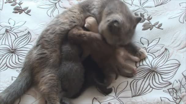 Neugeborene Kätzchen feeds und fürsorgliche Katze wäscht - Filmmaterial, Video