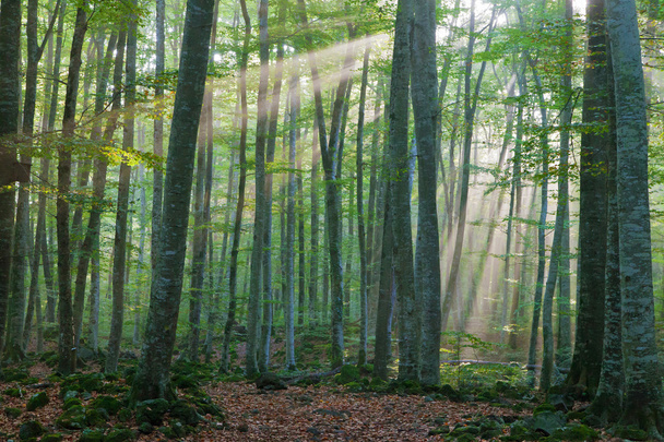 Güneş ışınları kayın ormanın içinde - Fotoğraf, Görsel
