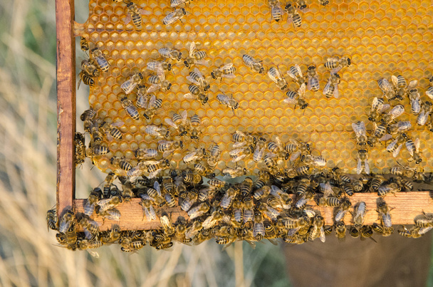 Zbliżenie widok pracujących pszczół na komórki miodu - Zdjęcie, obraz