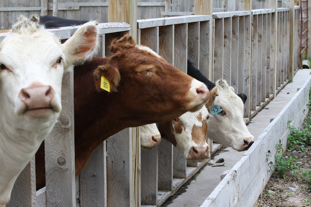 Vacas en la pluma de transferencia
 - Foto, Imagen
