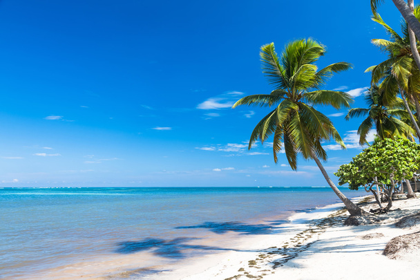 tropické písčité pláže s palmami, koncept dovolenou - Fotografie, Obrázek