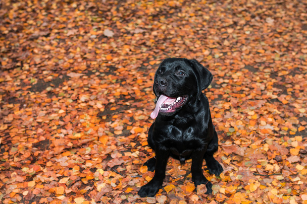 Labrador retriever nero seduto e guardando il proprietario
 - Foto, immagini