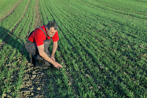 Agriculture, farmer examine wheat field - Photo, Image