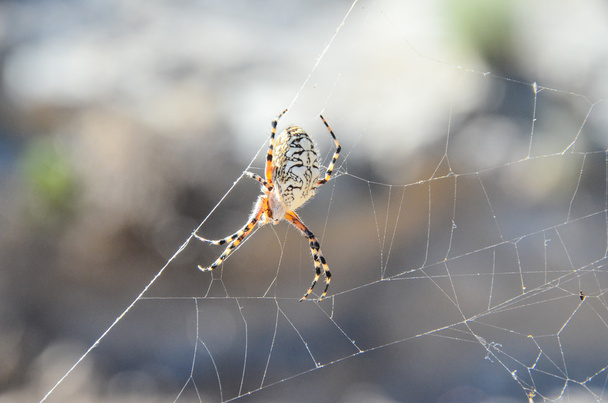 Spinne und Netz - Foto, Bild