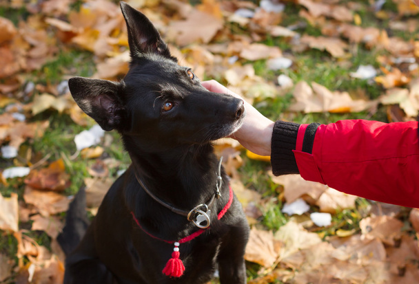 Mano della donna accarezzando cane nero in un colletto rosso
. - Foto, immagini