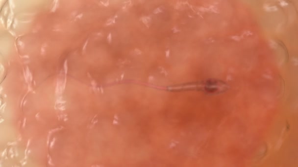 Sperma. Spermatozoon wewnątrz ludzkiej komórki jajowej. Realistyczna animacja 3D - Materiał filmowy, wideo