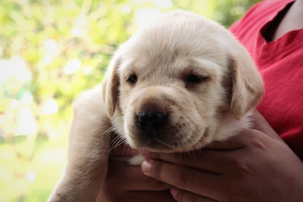 Labrador puppy cute one month old. - Photo, Image