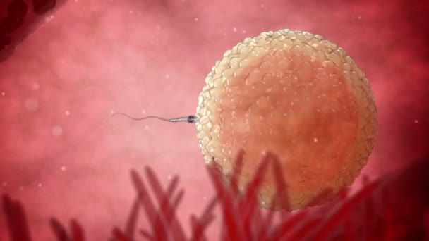 Spermien, Spermatozoonen, die um eine menschliche Eizelle schwimmen. Befruchtung 3D realistische Animation. - Filmmaterial, Video