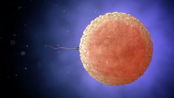 Spermie se plavou kolem lidské vaječné cely. Oplodnění 3D realistická animace. - Záběry, video
