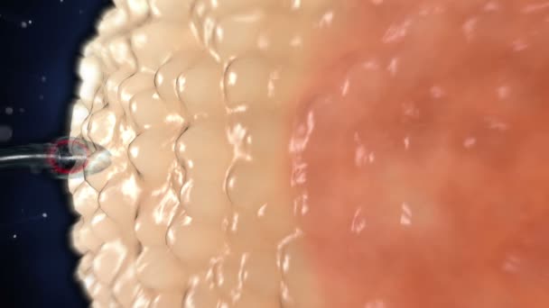 Sperma. Spermatozoon wewnątrz ludzkiej komórki jajowej. Realistyczna animacja 3D - Materiał filmowy, wideo