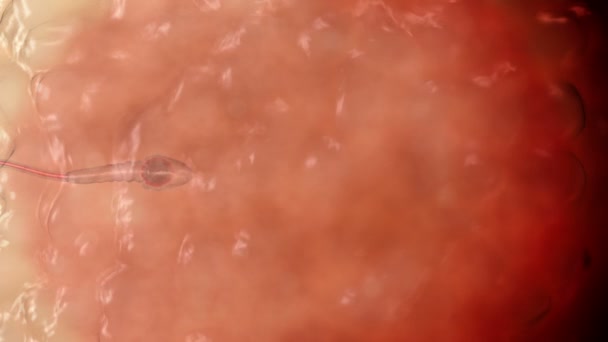 Esperma. Spermatozoon dentro dos óvulos humanos. Animação 3D realista
 - Filmagem, Vídeo