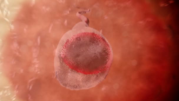 Spermie. Spermatozoon uvnitř lidské vaječné buňky. Realistická 3D animace - Záběry, video