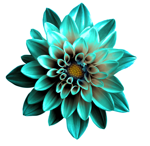 Surrealistyczne chrom ciemny turkus kwiat Dalia makro na białym tle - Zdjęcie, obraz