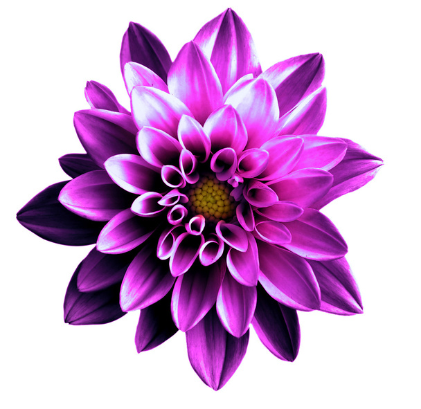 Сюрреалистичный темно-фиолетовый цветок георгины макро изолирован на белом
 - Фото, изображение
