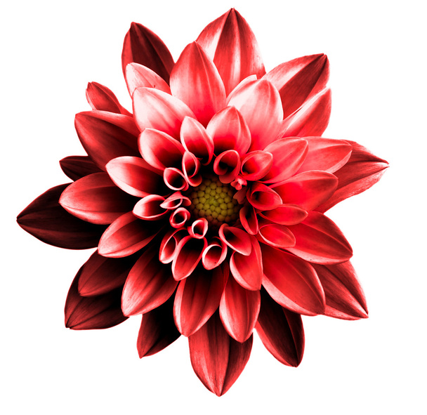 Gerçeküstü koyu krom kırmızı çiçek dahlia makro üzerinde beyaz izole - Fotoğraf, Görsel