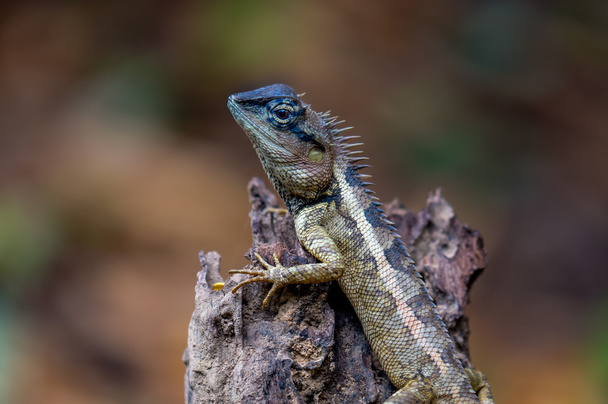 Lizard on a tree stump hunting for food in the forest. - Photo, Image