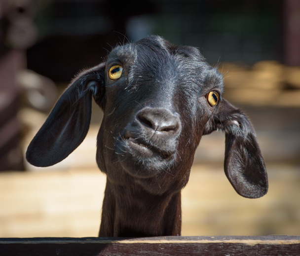 Siyah keçi portre - Fotoğraf, Görsel