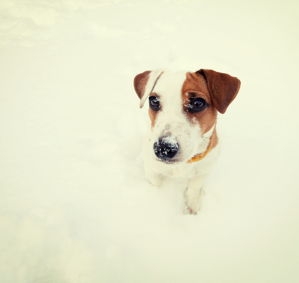 pies w zimie - Zdjęcie, obraz