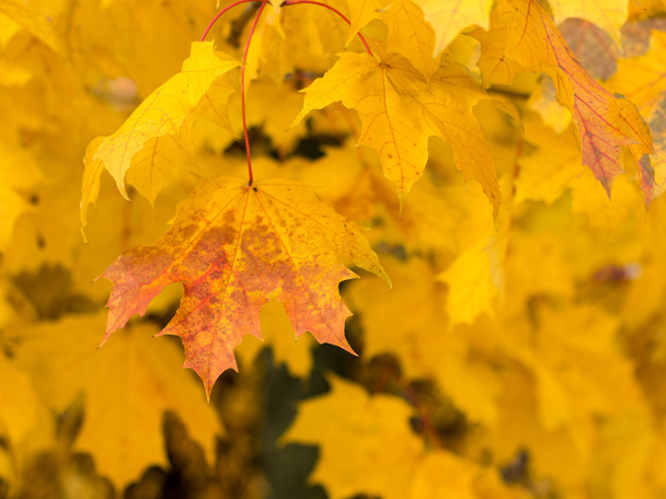 Autumn texture leaves - Fotó, kép