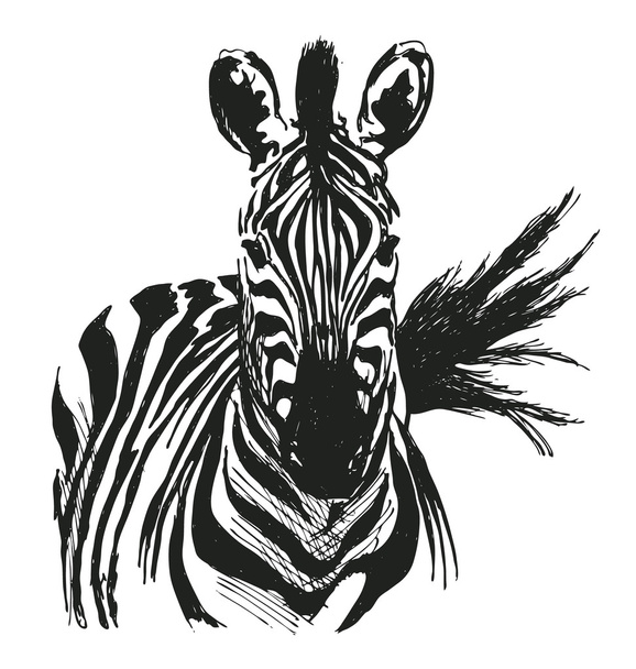 Hand drawing zebra - Διάνυσμα, εικόνα