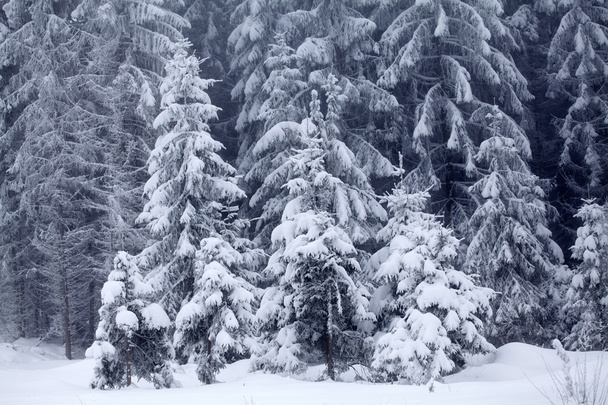 Snow covered winter landscape - Fotoğraf, Görsel