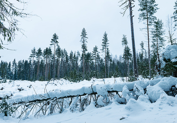Russian winter forest in snow - 写真・画像