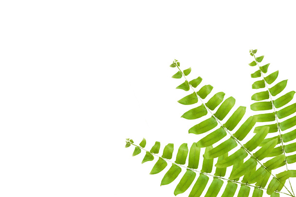 leaf green fern isolated background - Foto, Imagem