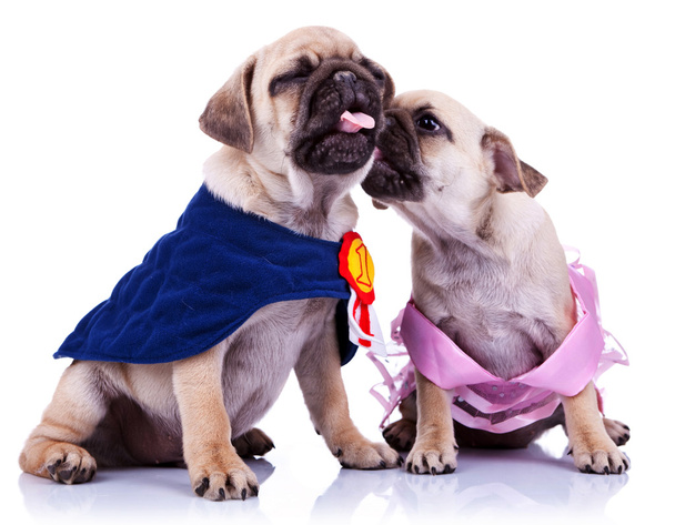 Принцеса і чемпіон мопс цуценя собаки цілуються
 - Фото, зображення