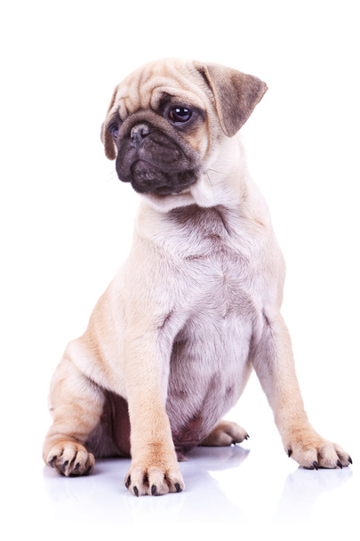 Cute pug puppy dog looking to a side - Photo, Image