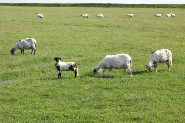 Sheep at meadow - Photo, Image