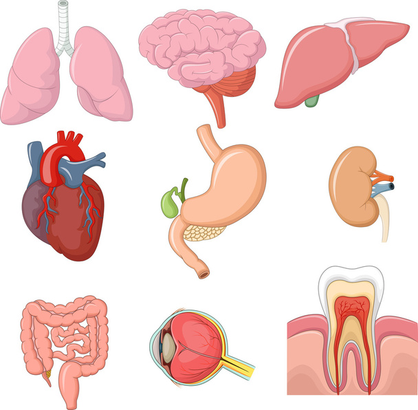 Illustratie van interne menselijke organen collectie instellen - Vector, afbeelding